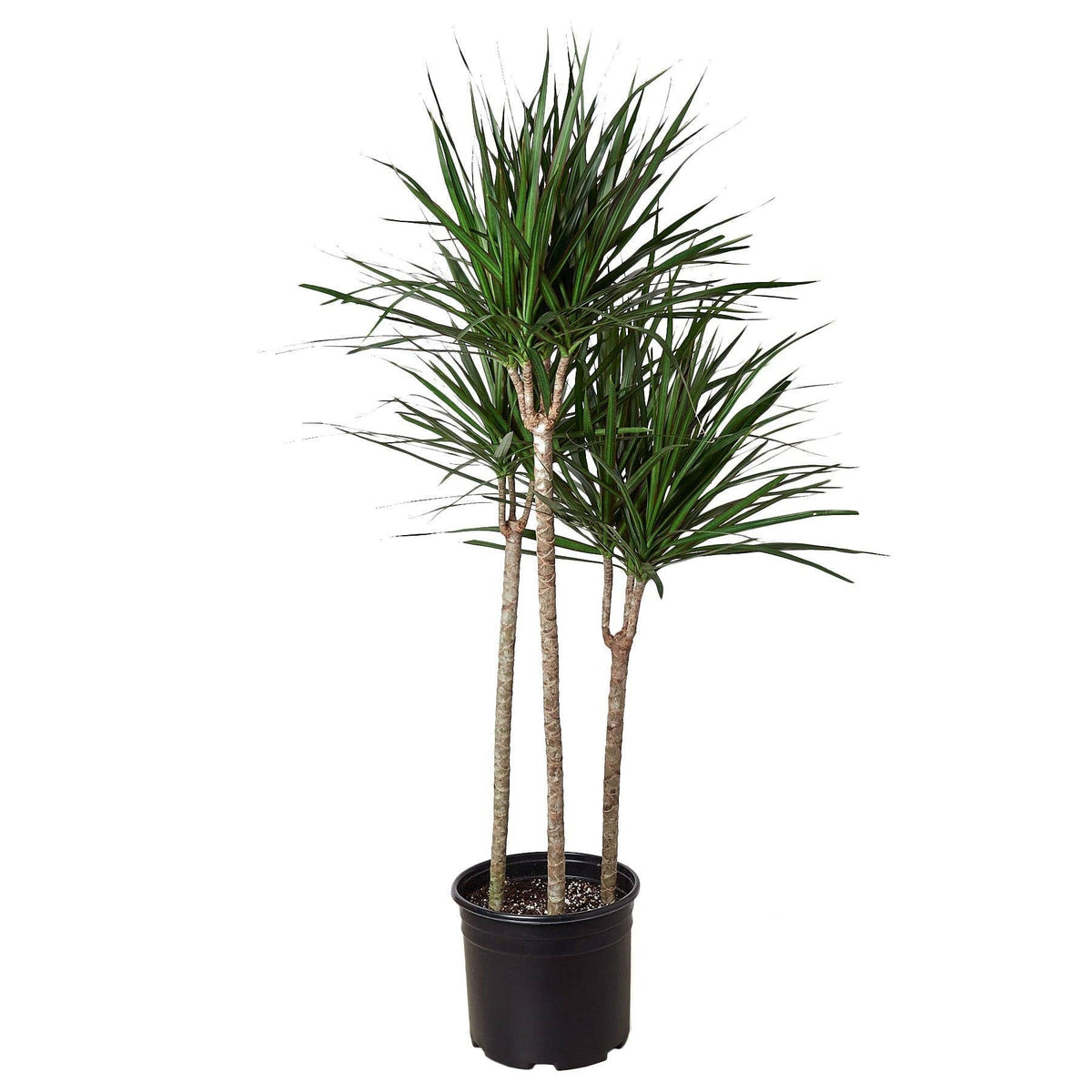 Dracaena 'Marginata Cane'
