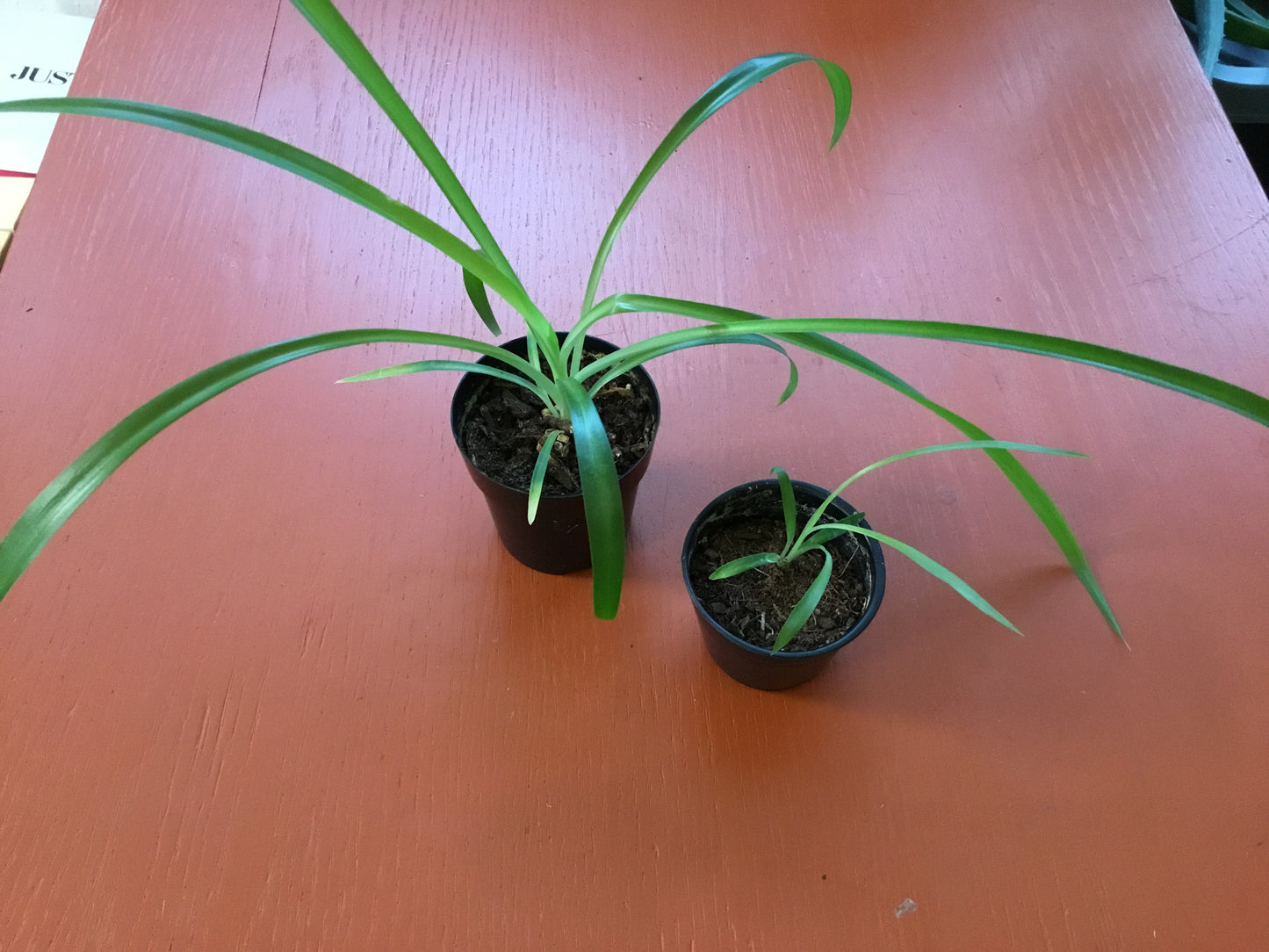 2” Spider Plants