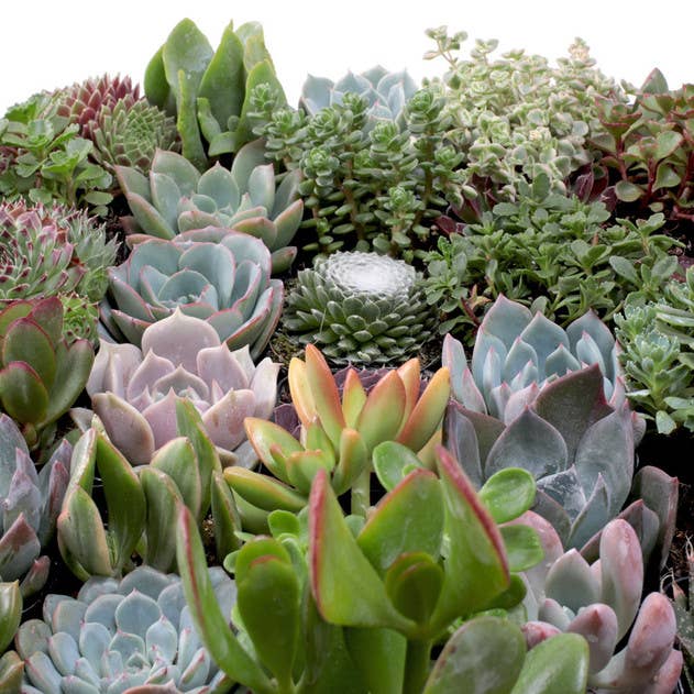 Ultimate Variety Succulents 50-Pack (50 Varieties, 2" Pots)