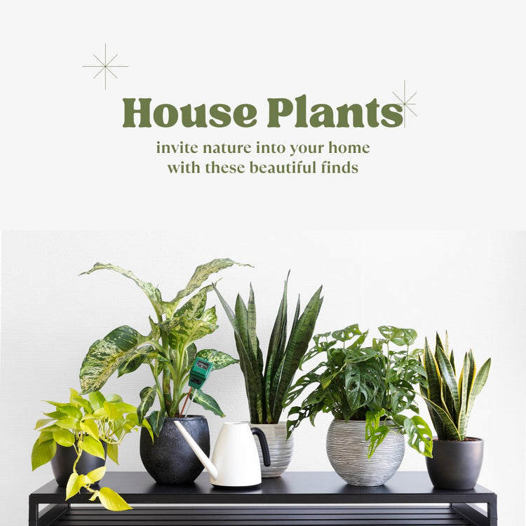 Transform Your Space with Houseplants and Supplies