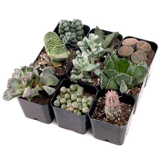 Rare & Unique Succulent 12-Pack (12 Varieties, 2" Pots)
