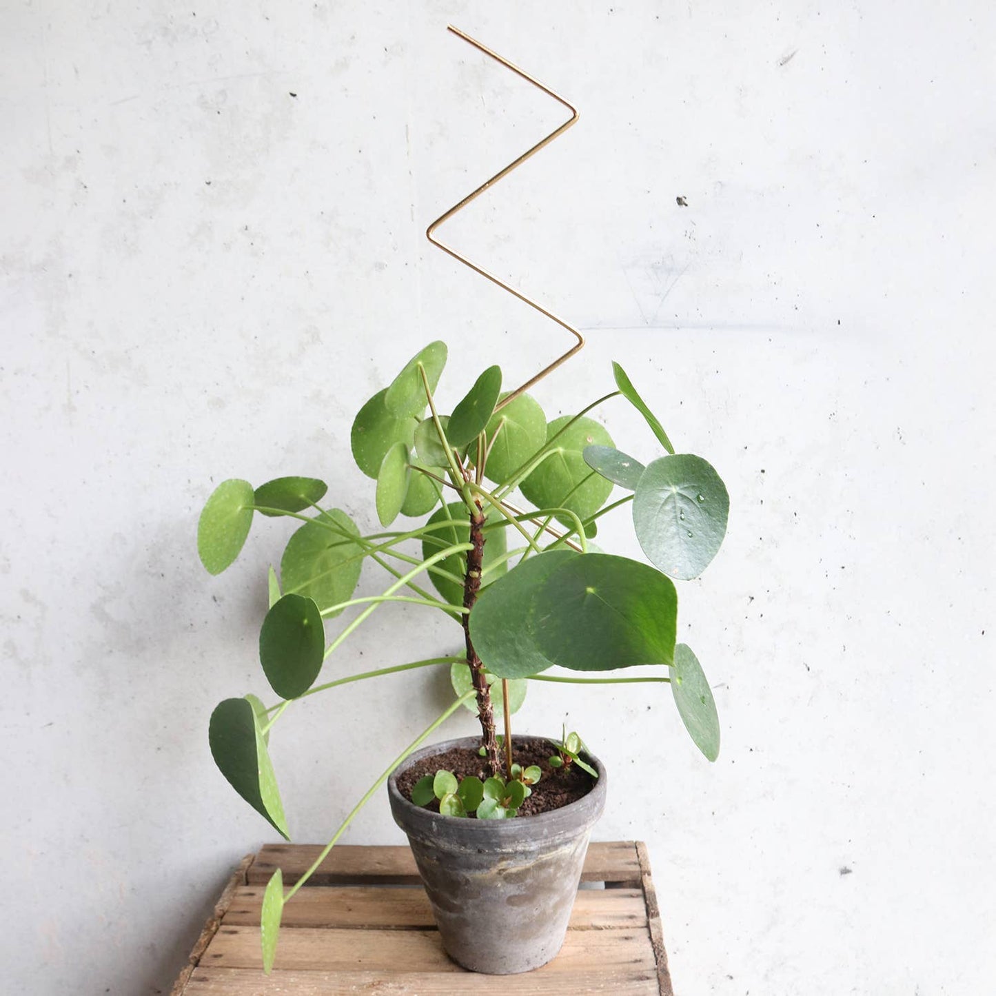 Golden plant stake from metal – ZigZag