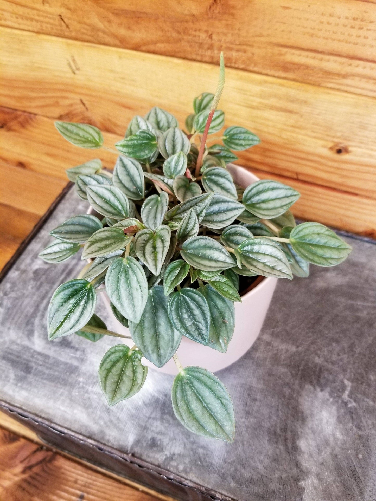 Peperomia Napoli Night, 4" Plant