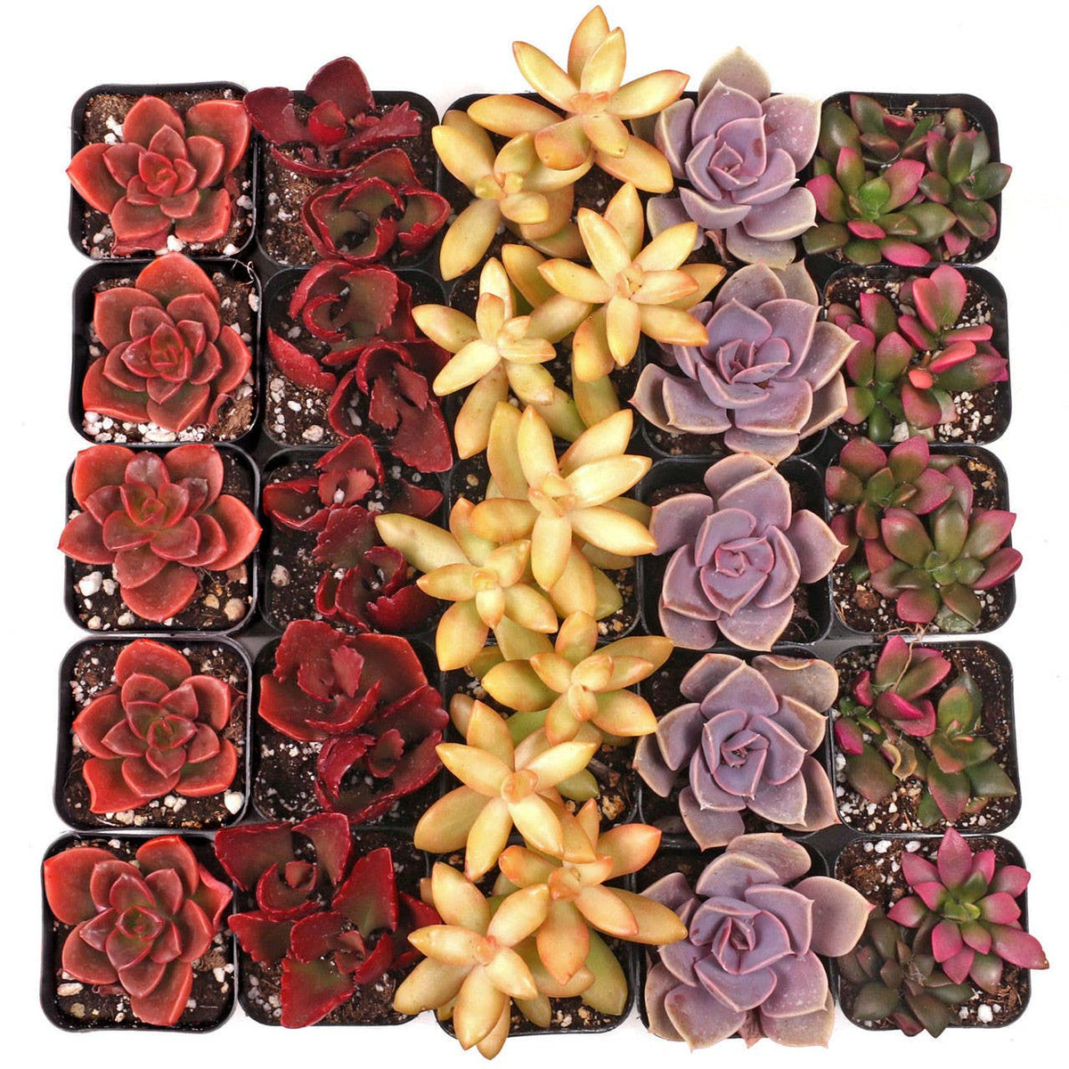 Nuthin' But Color Succulents 25-Pack (5 Varieties, 2" Pots)