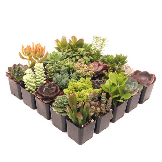 Ultimate Variety Succulents 25-Pack (25 Varieties, 2" Pots)