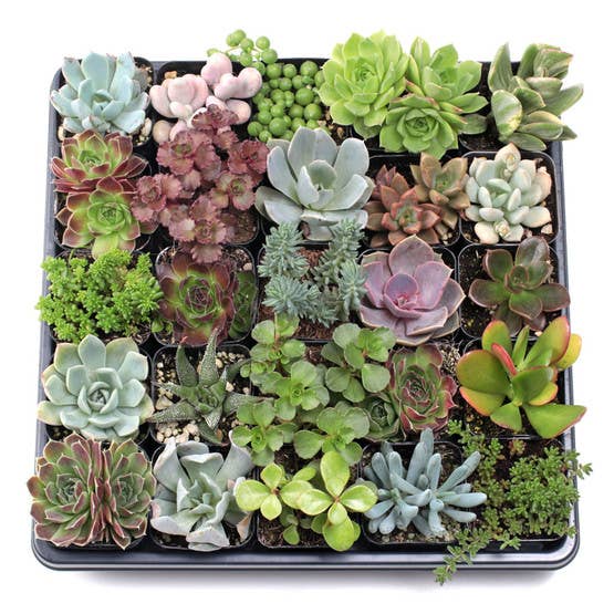 Ultimate Variety Succulents 25-Pack (25 Varieties, 2" Pots)