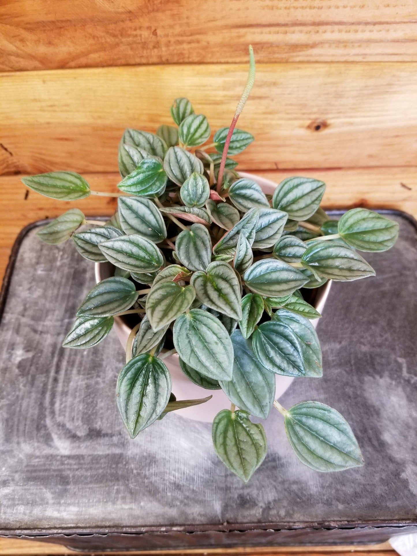 Peperomia Napoli Night, 4" Plant