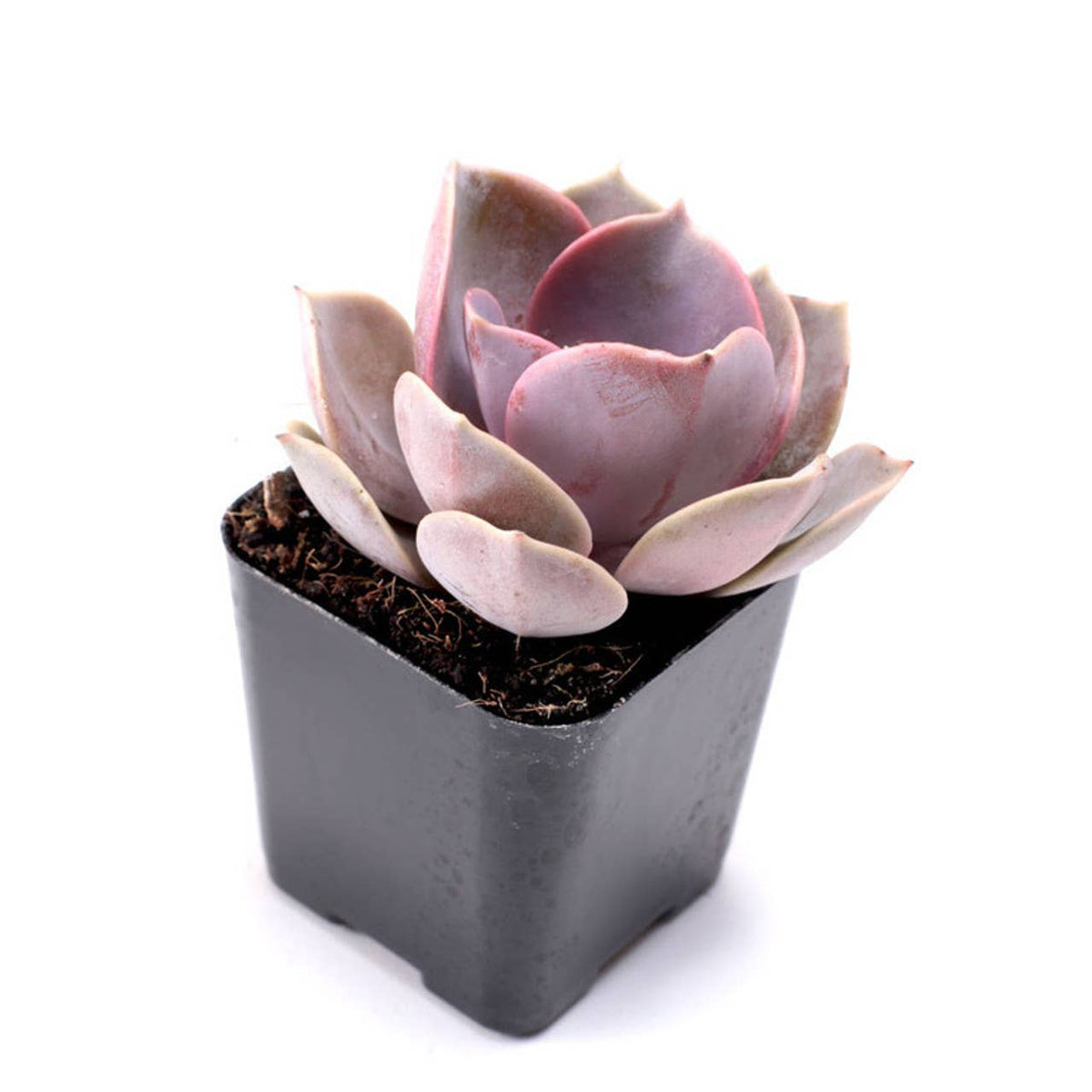 Nuthin' But Color Succulents 25-Pack (5 Varieties, 2" Pots)