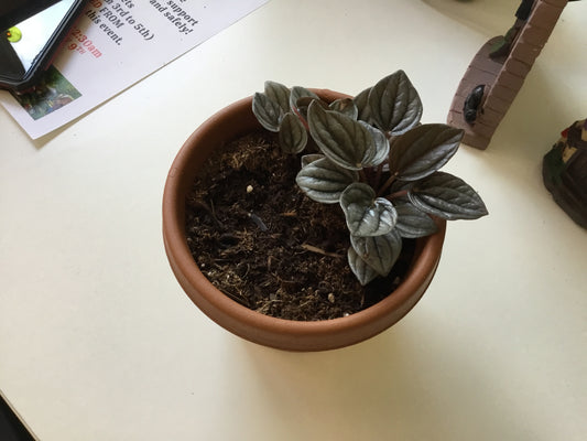 Peperomia