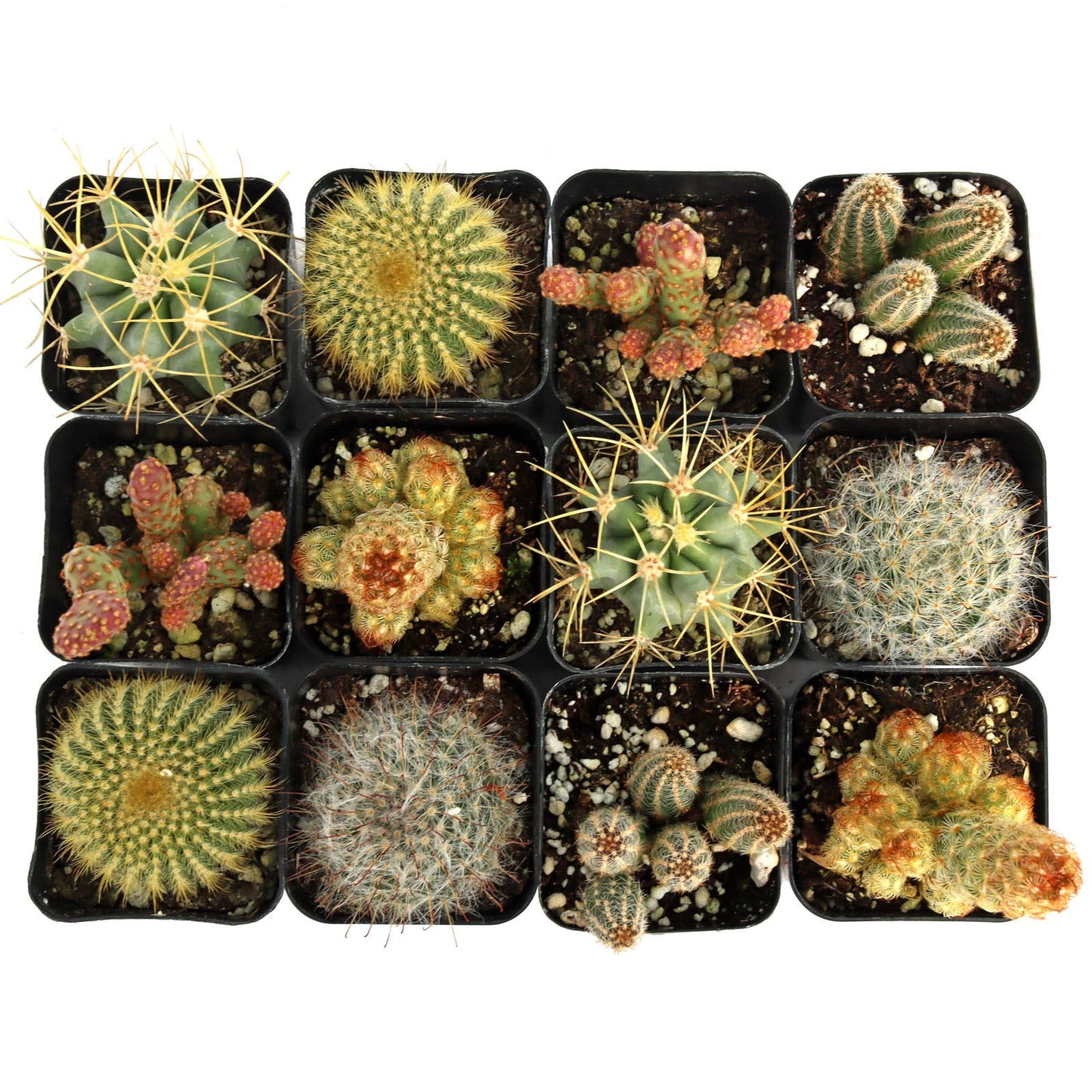 Cactus 12-Pack (6 Unique Varieties, 2" Pots)
