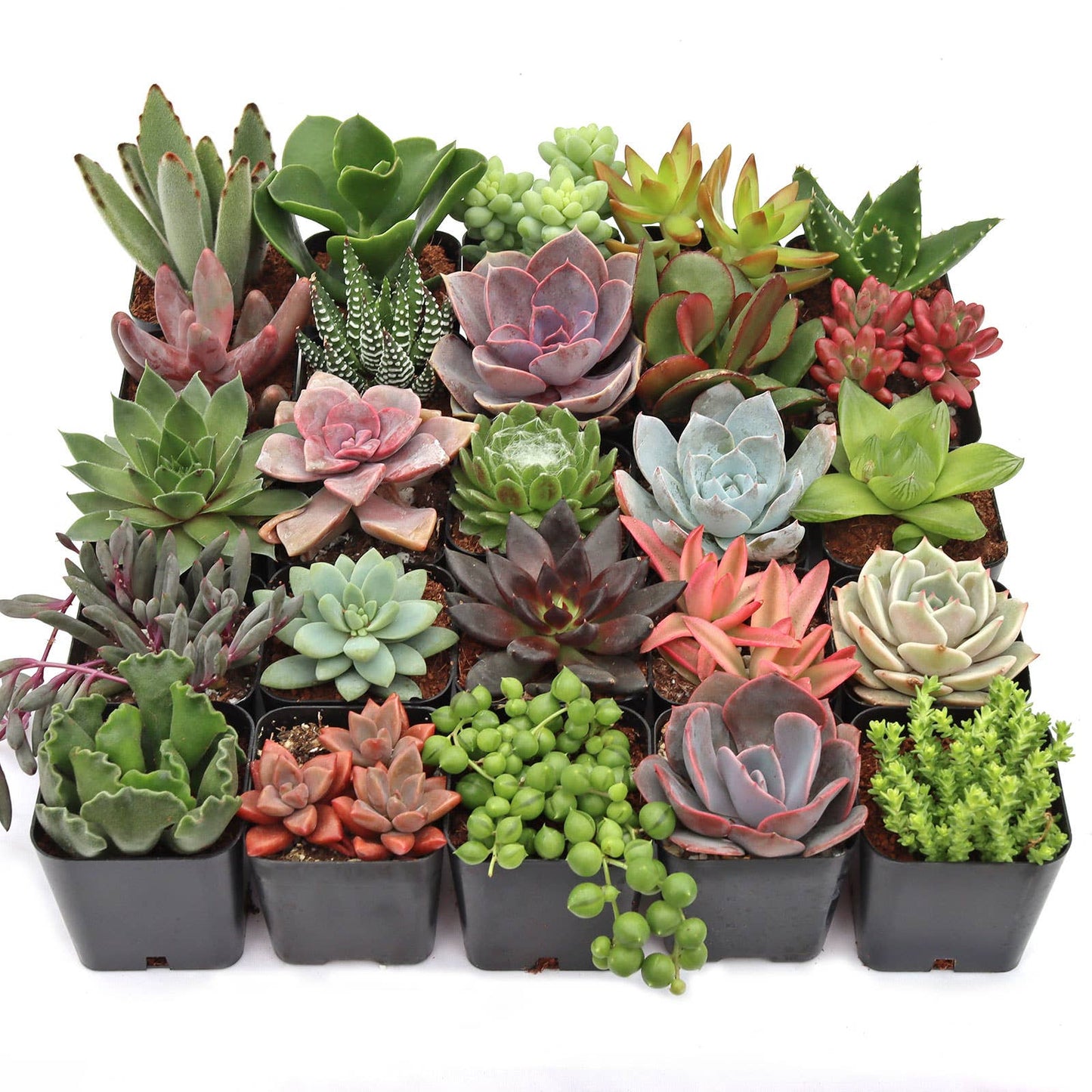 Ultimate Variety Succulents 25-Pack (25 Varieties, 2" Pots)