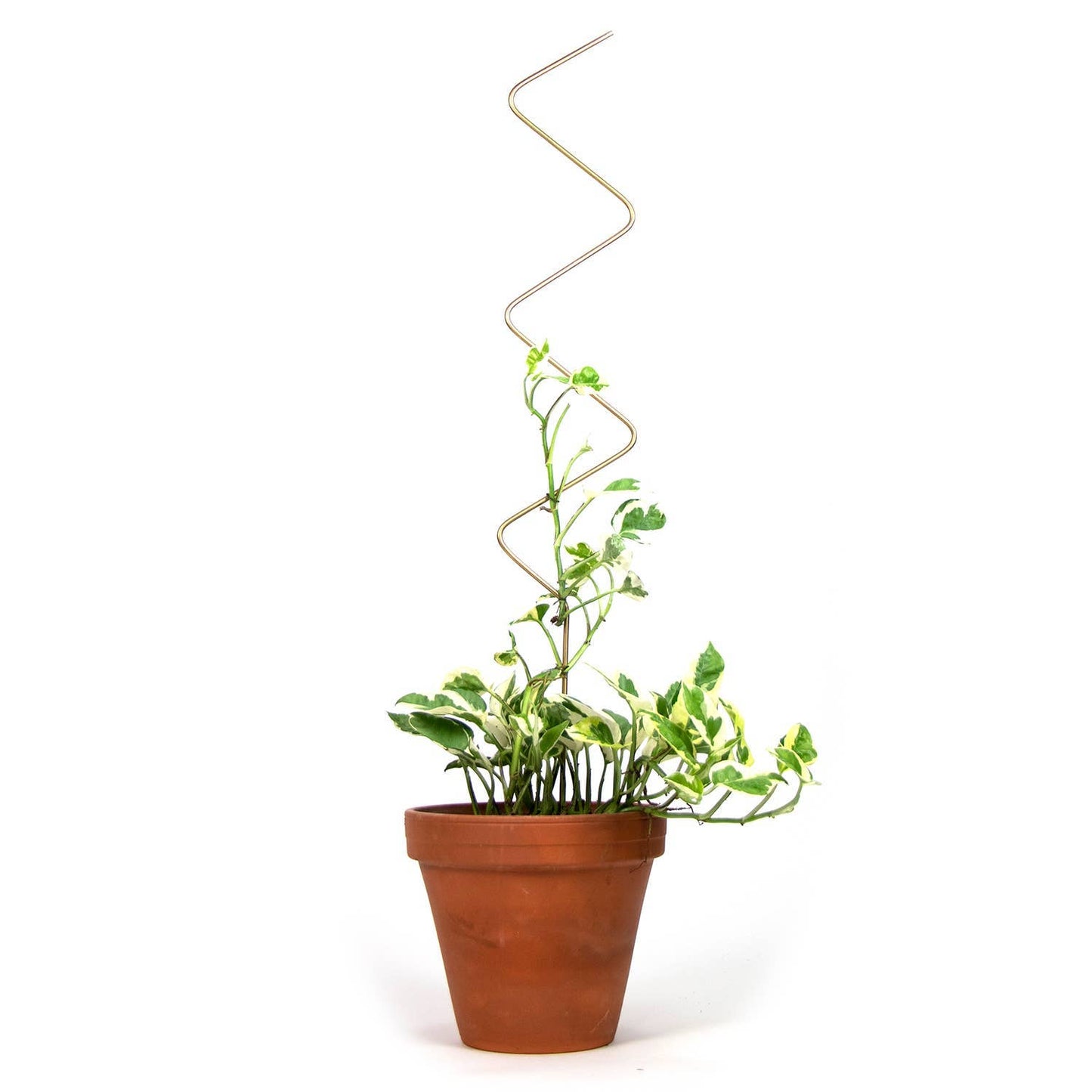 Golden plant stake from metal – ZigZag