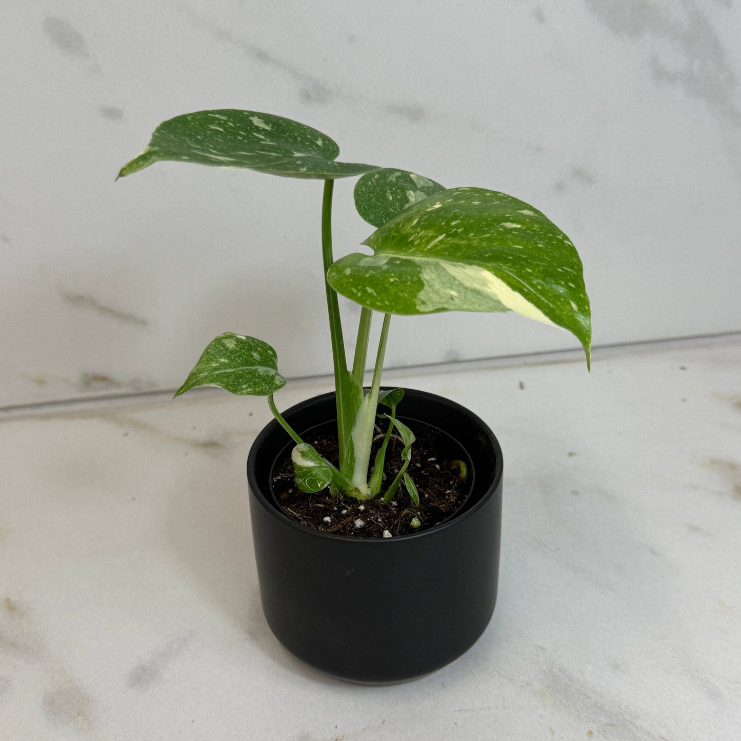 Monstera Thai Constellation TC, 2” Plant