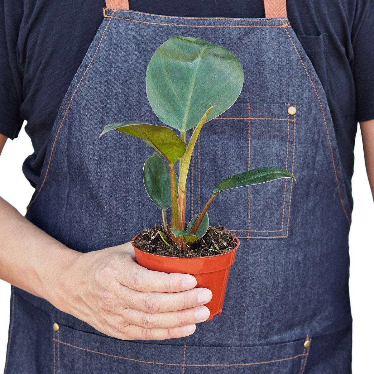 Philodendron 'Congo Rojo' Live Plant