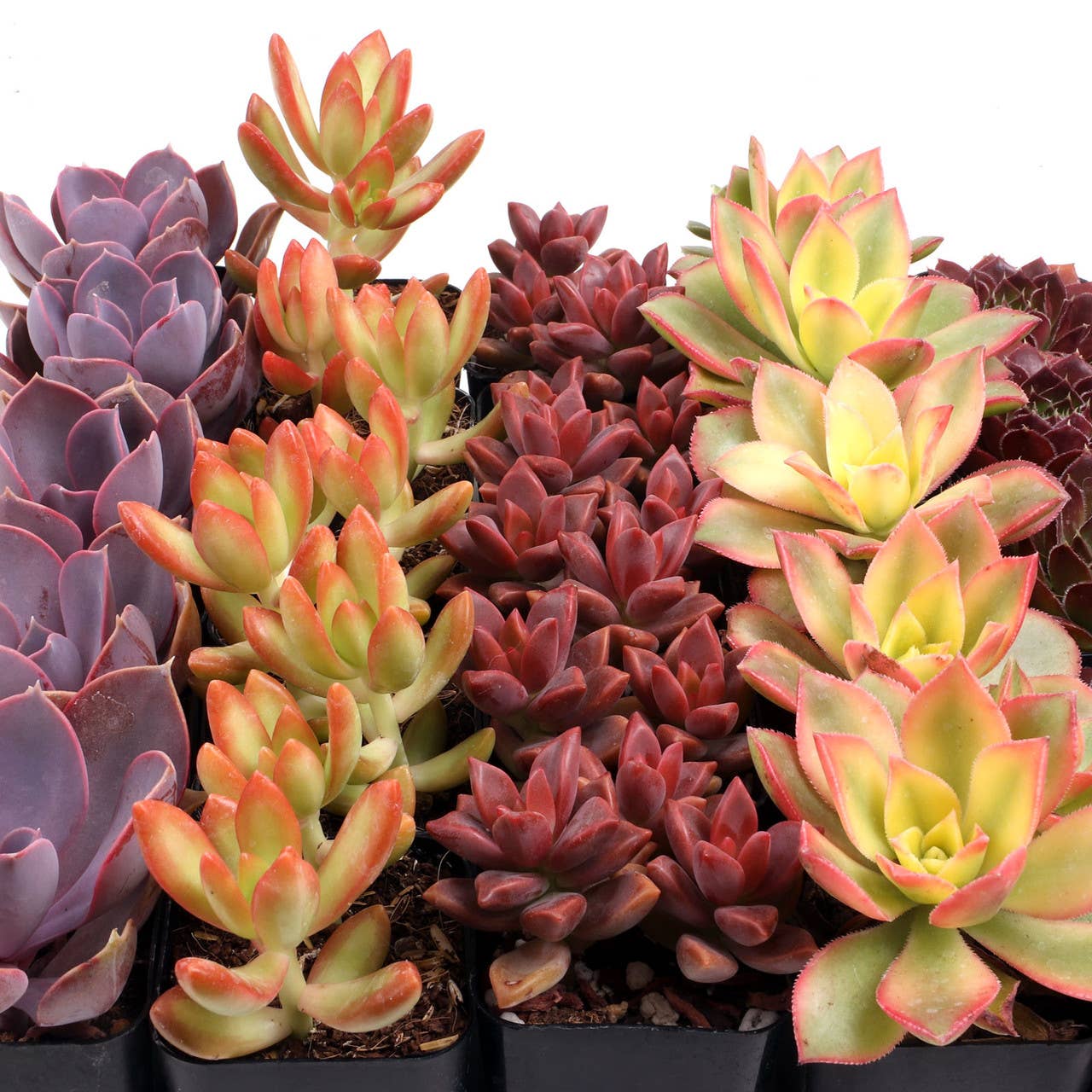 Nuthin' But Color Succulents 25-Pack (5 Varieties, 2" Pots)