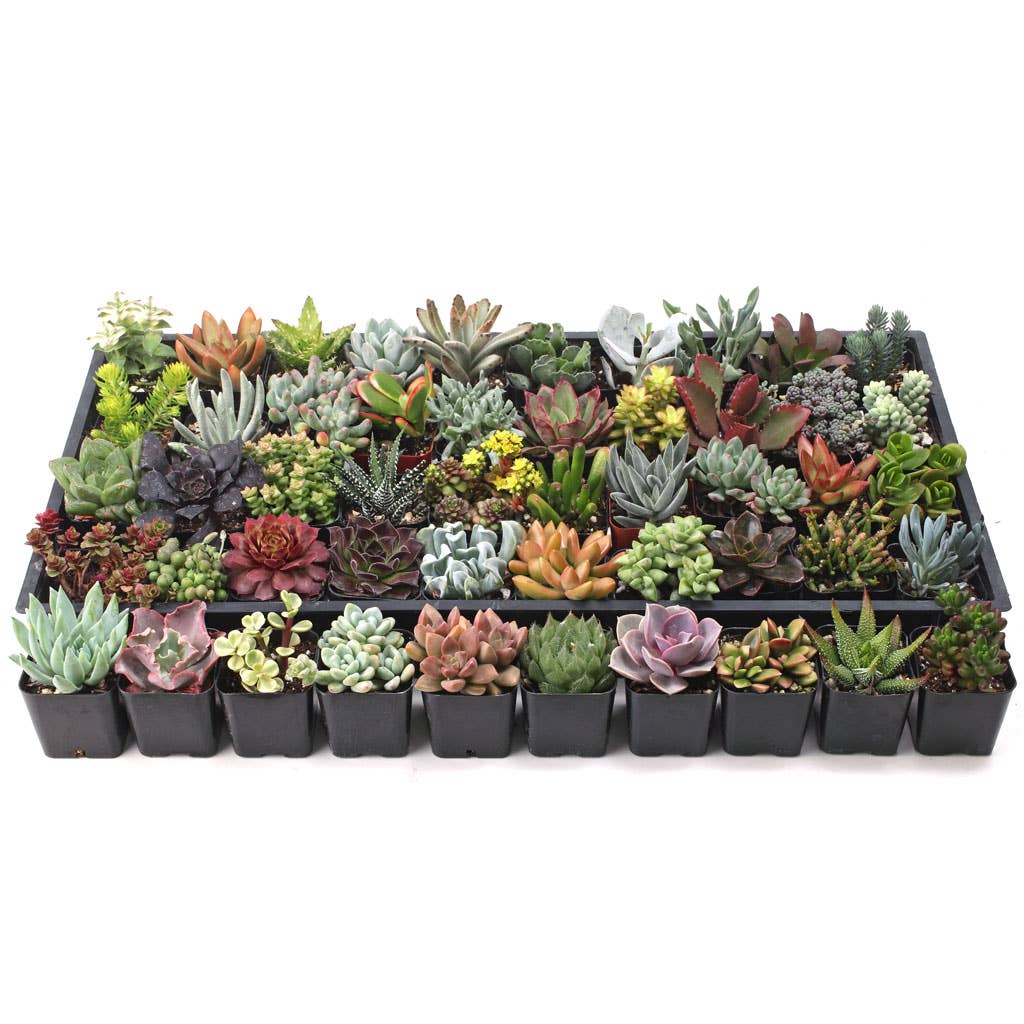 Ultimate Variety Succulents 50-Pack (50 Varieties, 2" Pots)