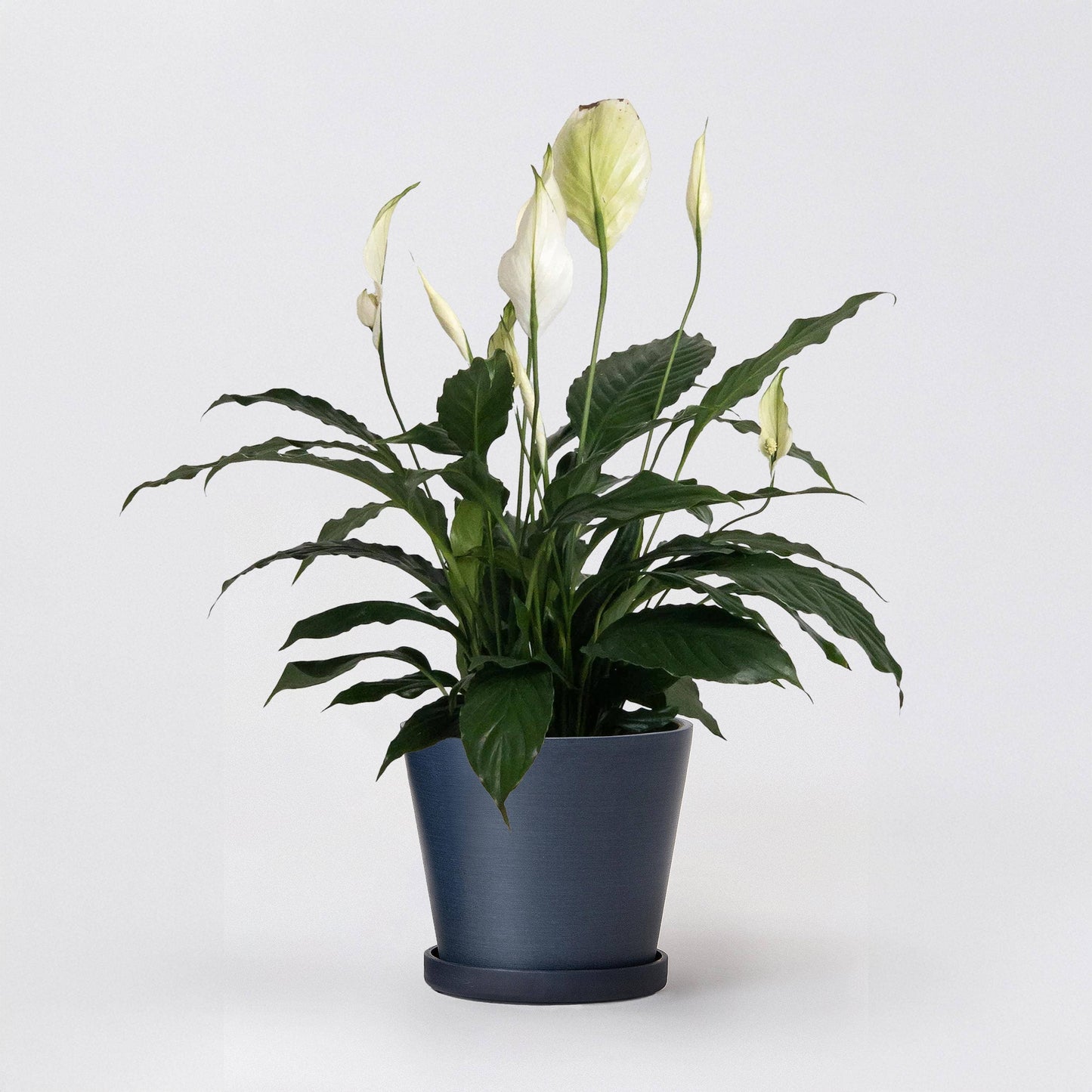 7" Tapered Signature Planter Pot & Saucer Set | Earth Tones
