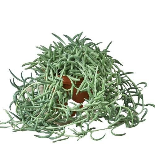 Senecio Succulent 'Fish Hooks' - 4" Pot