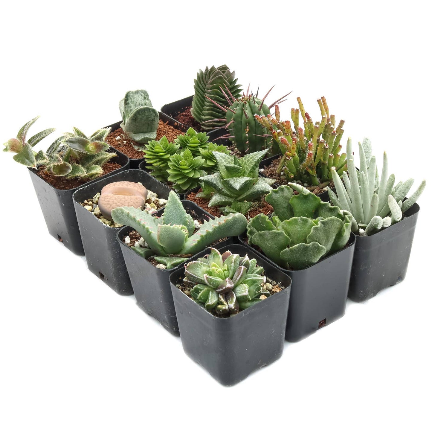 Rare & Unique Succulent 12-Pack (12 Varieties, 2" Pots)