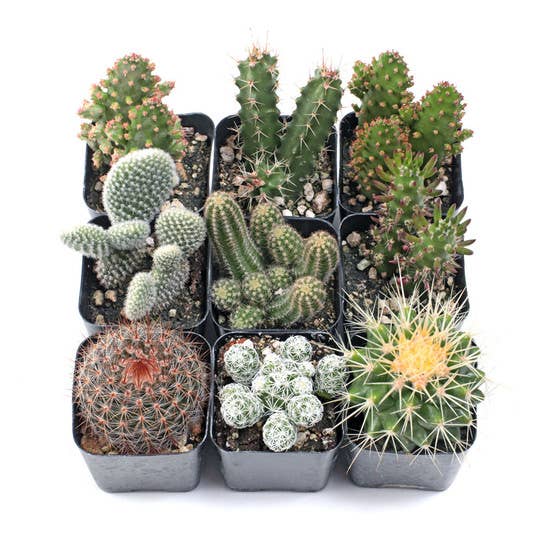 Cactus 12-Pack (6 Unique Varieties, 2" Pots)