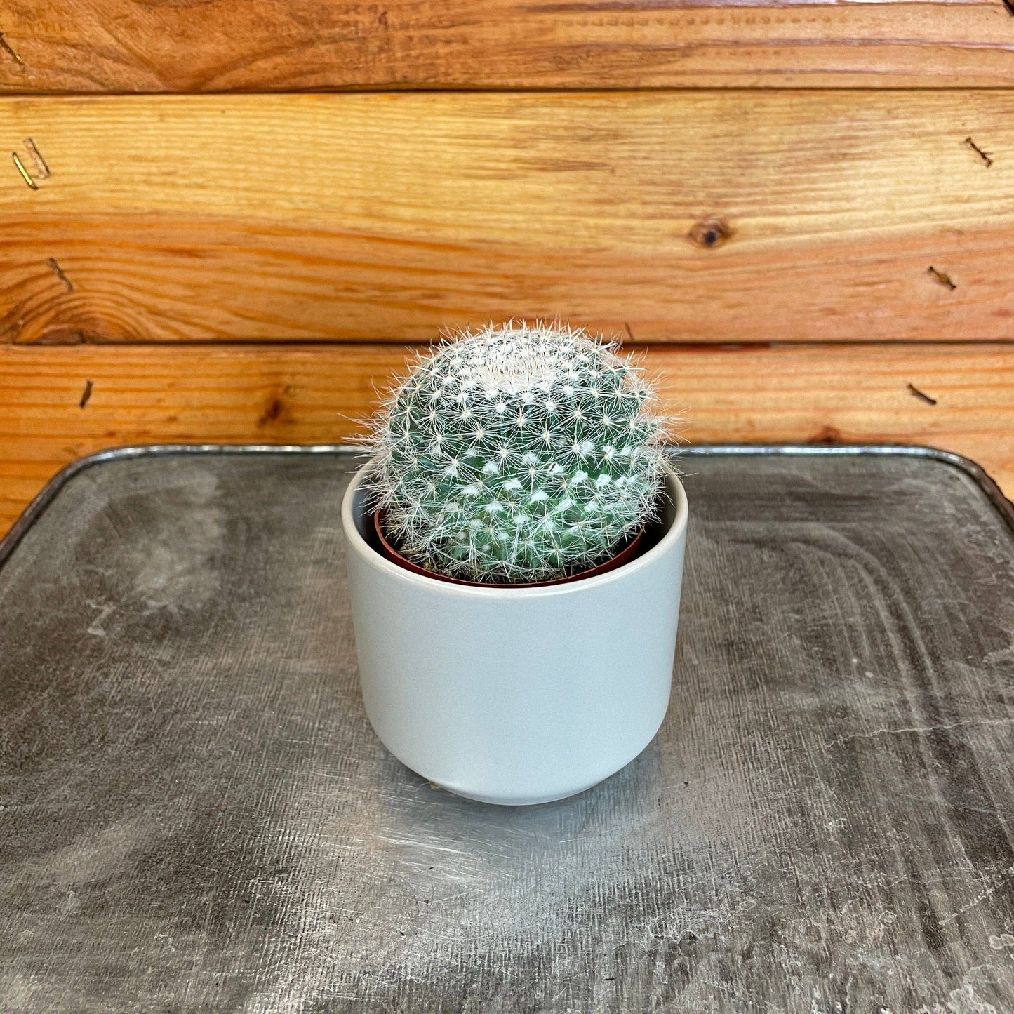 Mammillaria Hahniana, 2" Plant
