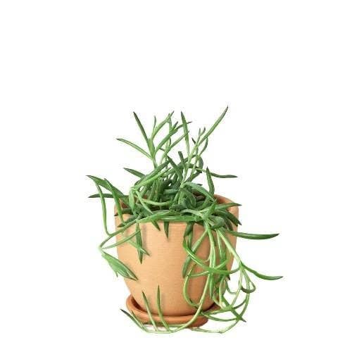Senecio Succulent 'Fish Hooks' - 4" Pot