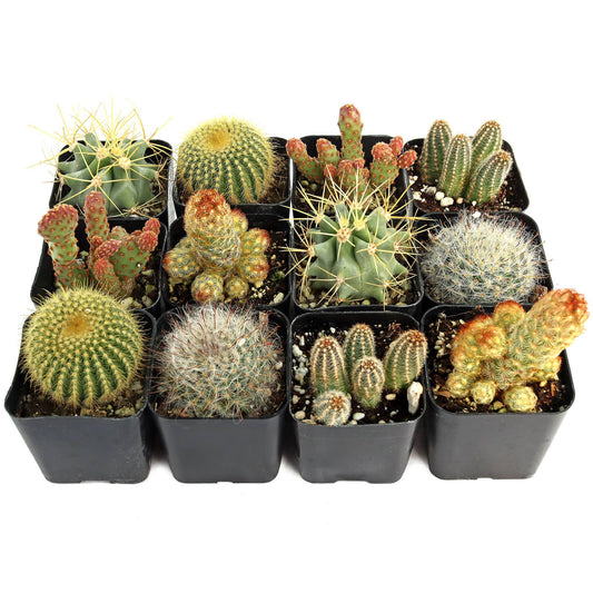 Cactus 12-Pack (6 Unique Varieties, 2" Pots)