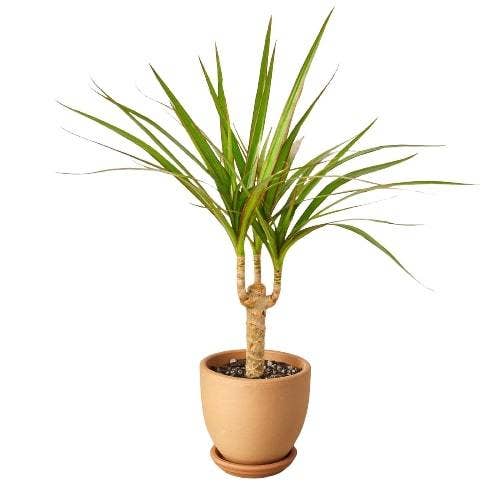 Dracaena 'Marginata Cane'