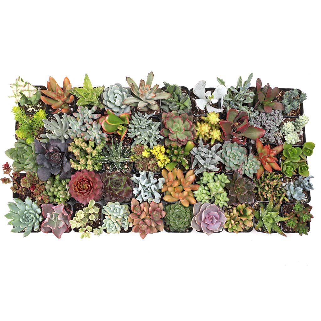 Ultimate Variety Succulents 50-Pack (50 Varieties, 2" Pots)