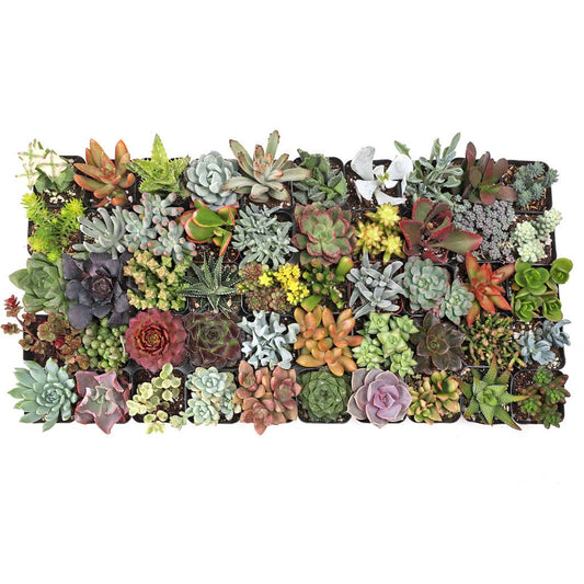 Ultimate Variety Succulents 50-Pack (50 Varieties, 2" Pots)