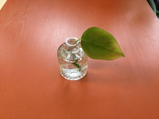 Mini Monstera Glass Bulb