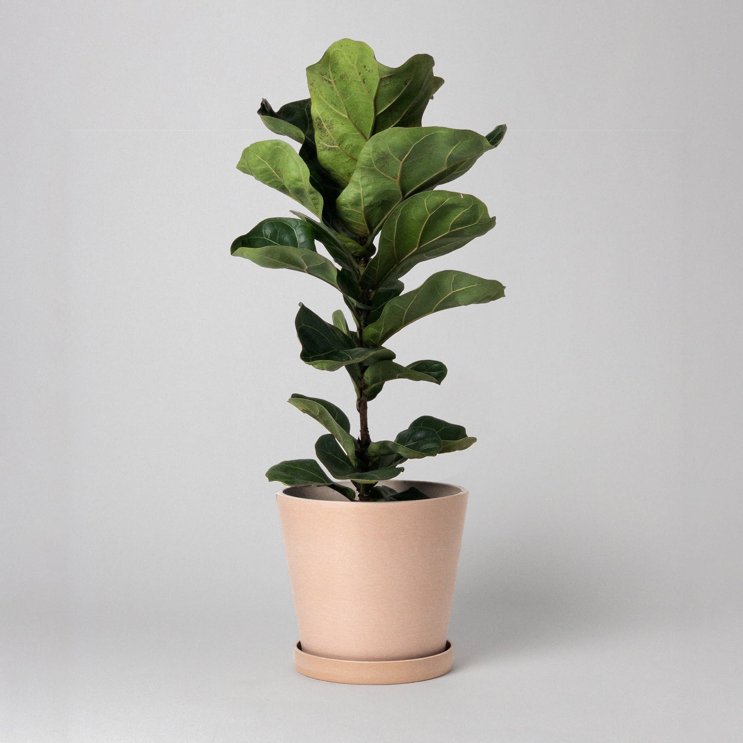 7" Tapered Signature Planter Pot & Saucer Set | Earth Tones