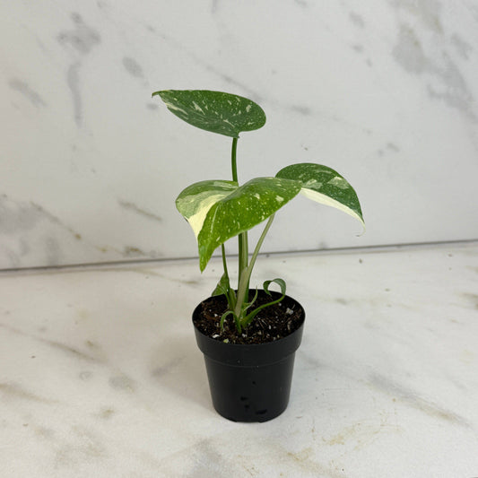 Monstera Thai Constellation TC, 2” Plant