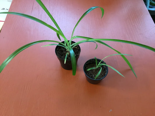 2” Spider Plants