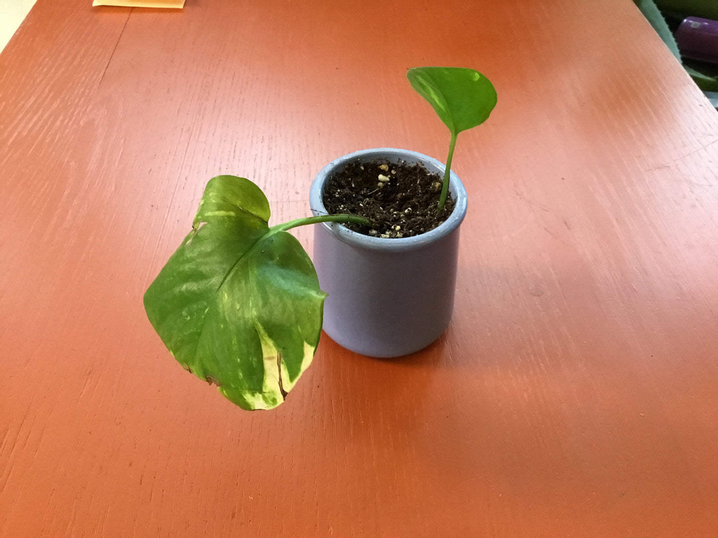 Yogurt Cup Plant