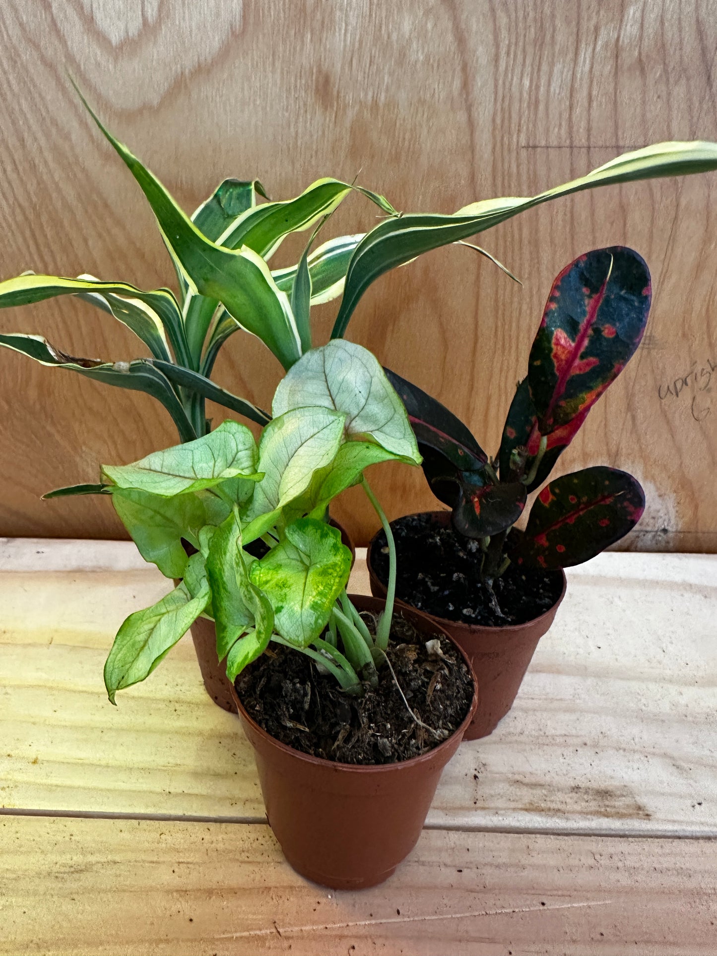 Colorful 2" Foliage Plants – Perfect Miniatures for Any Space