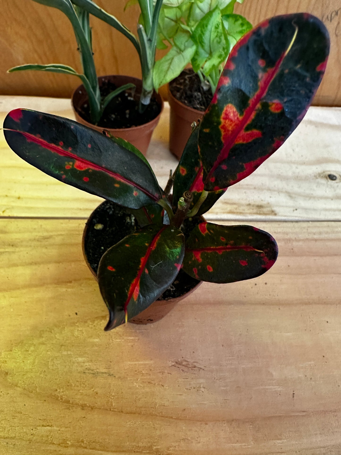 Colorful 2" Foliage Plants – Perfect Miniatures for Any Space