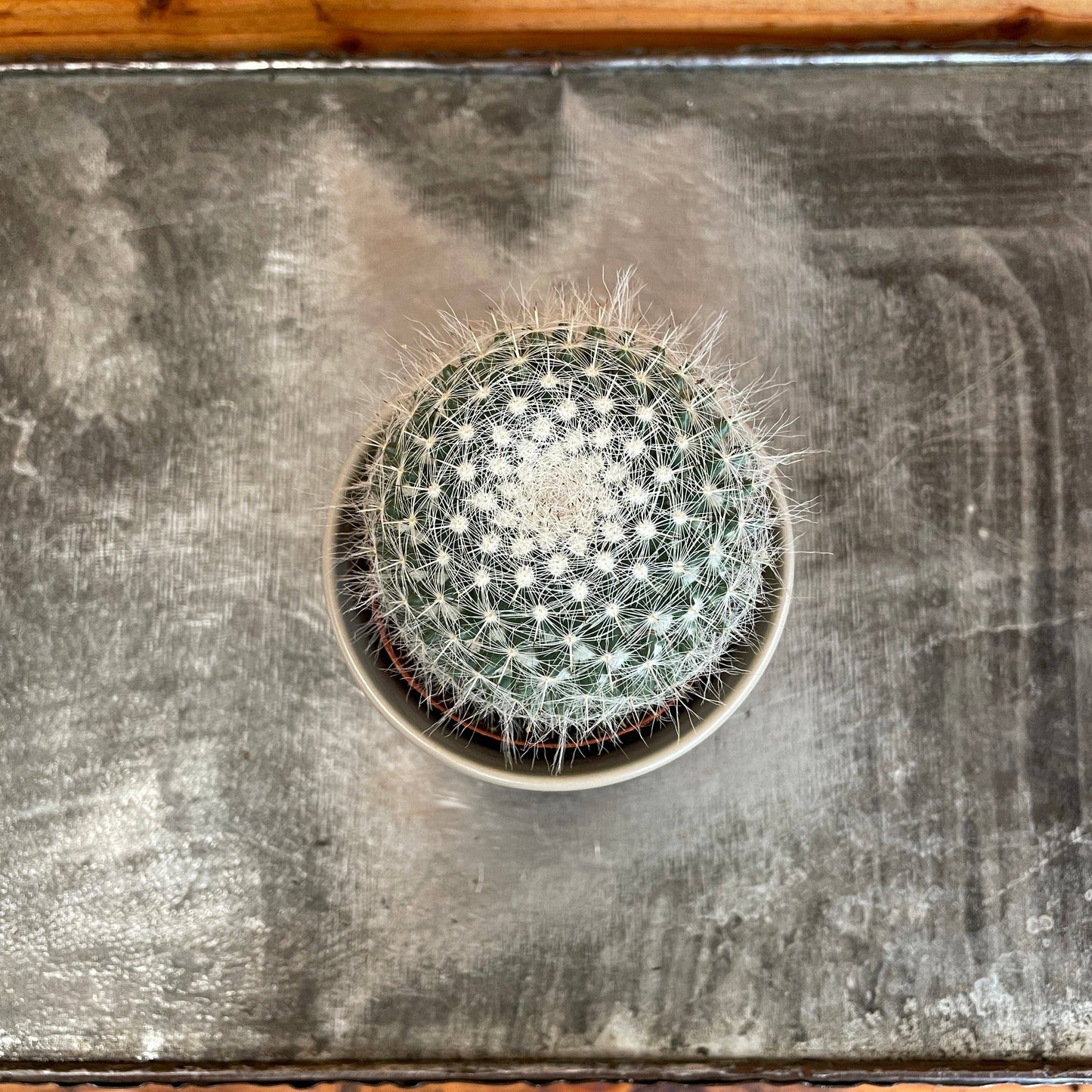 Mammillaria Hahniana, 2" Plant