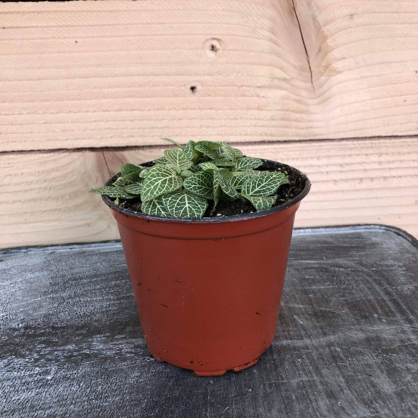 Fittonia Mini White Vein Nerve, 4" Plant
