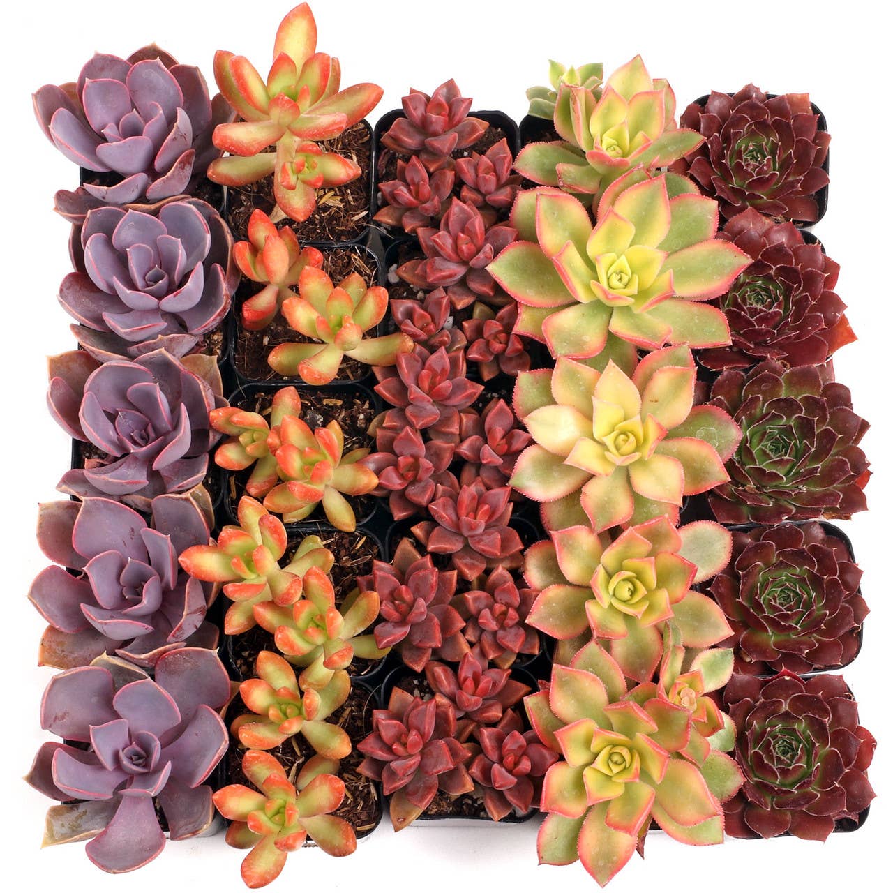 Nuthin' But Color Succulents 25-Pack (5 Varieties, 2" Pots)