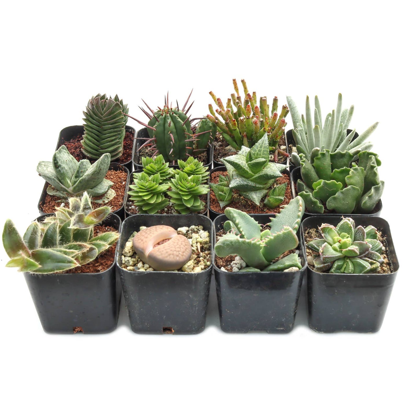 Rare & Unique Succulent 12-Pack (12 Varieties, 2" Pots)
