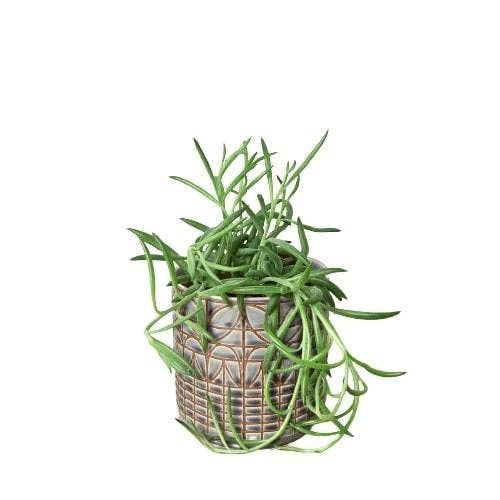 Senecio Succulent 'Fish Hooks' - 4" Pot