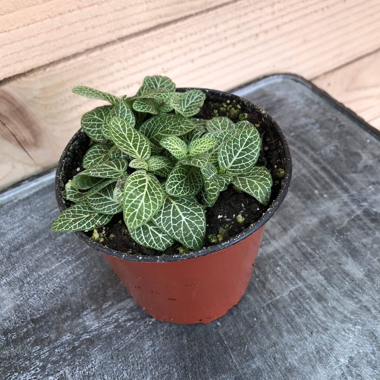 Fittonia Mini White Vein Nerve, 4" Plant
