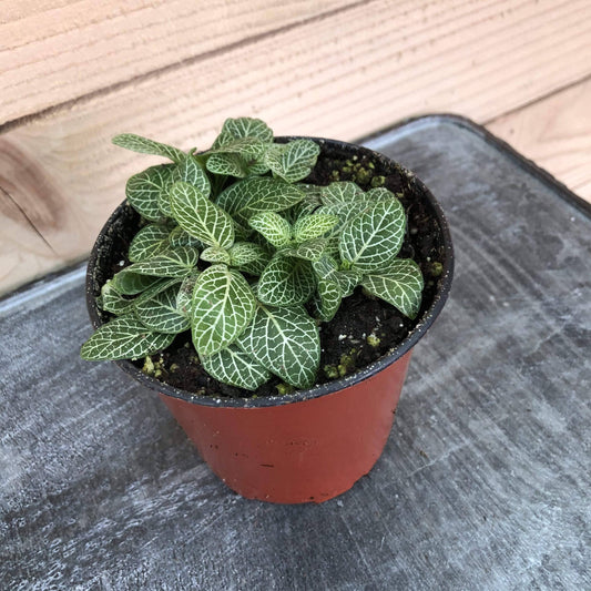Fittonia Mini White Vein Nerve, 4" Plant