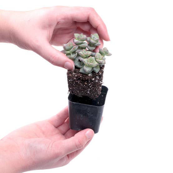 Ultimate Variety Succulents 25-Pack (25 Varieties, 2" Pots)