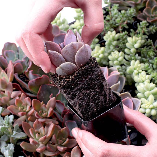 Ultimate Variety Succulents 50-Pack (50 Varieties, 2" Pots)