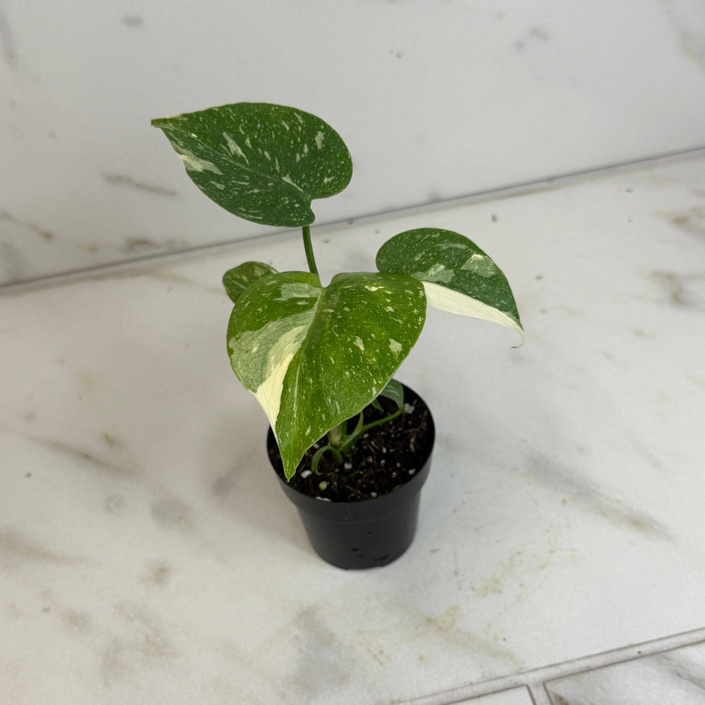 Monstera Thai Constellation TC, 2” Plant